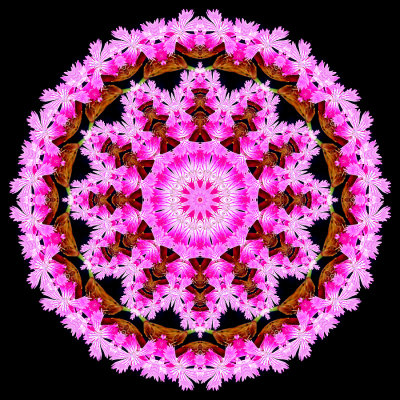 Evolved kaleidoscope created with a Carnation flower seen in May