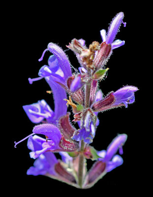 Wild salvia flower seen in May - used to create spiral arrangements