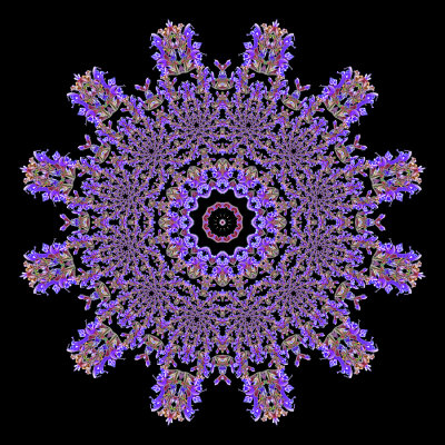 Evolved kaleidoscope created with a wild salvia flower seen in May