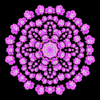 Evolved kaleidoscope created with a small wild flower seen in May