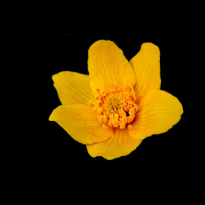 Yellow wild flower seen in May - used to create kaleidoscopic pictures