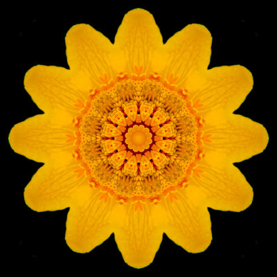 Kaleidoscopic picture created with a yellow wild flower seen in May