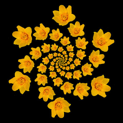 Spiral arrangement created with a yellow wild flower seen in May