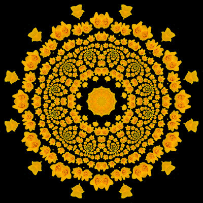 Kaleidoscopic picture created with a yellow wild flower seen in May