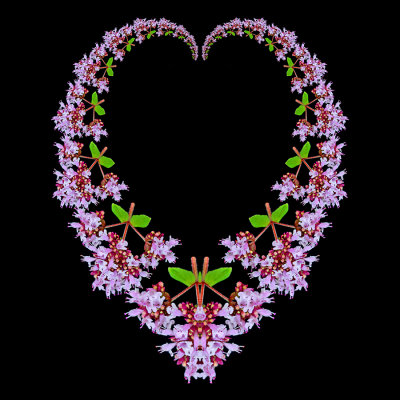 Logarithmic heart arrangement created with a wild flower