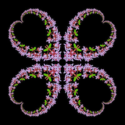 Quadruple heart arrangement created with a wild flower
