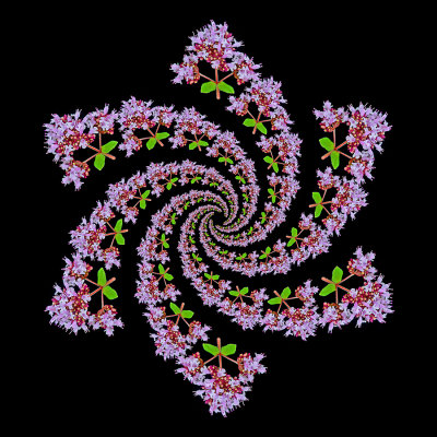 Spiral arrangement with a wild flower. 78 copies of the same flower