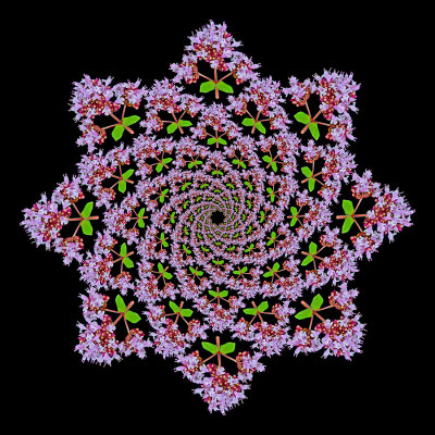 Spiral arrangement with a wild flower. 104 copies of the same flower arranged in eight arms.