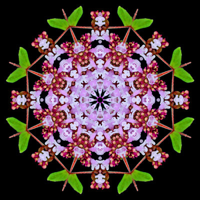 Kaleidoscope created with a wild flower seen in July