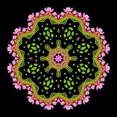 Evolved kaleidoscope created with a wild flower