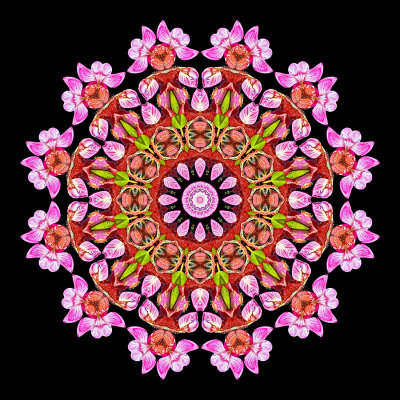 Evolved kaleidoscope created with a wild flower