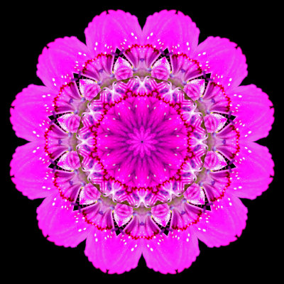 Kaleidoscope created with a wild flower seen in July