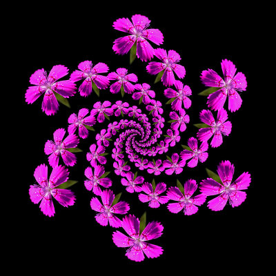 Spiral arrangement created with a wild flower seen in July