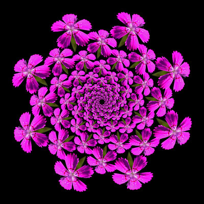Spiral arrangement created with a wild flower seen in July