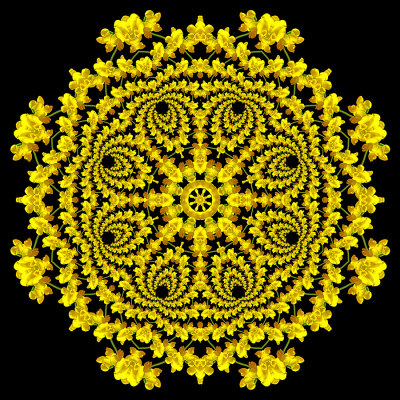 Evolved kaleidoscope created with a wild flower seen in July