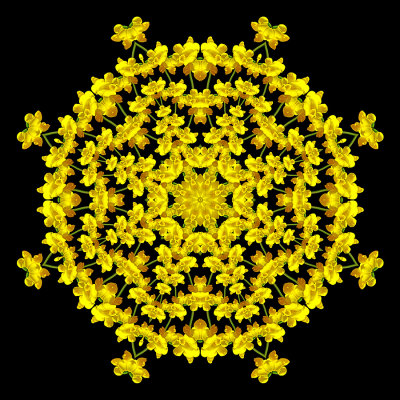 Evolved kaleidoscope created with a wild flower seen in July