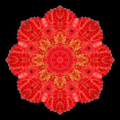 Kaleidoscopic creation done with a red blackberry leaaf seen in October