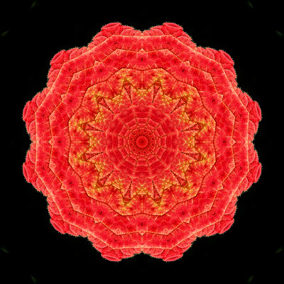 Kaleidoscopic creation done with a red blackberry leaaf seen in October