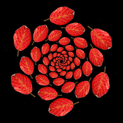 Spiral arrangement created with a red blackberry leaaf seen in October