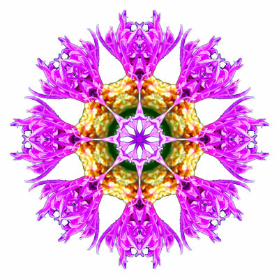 Kaleidoscope created with a wild flower persented on a white background