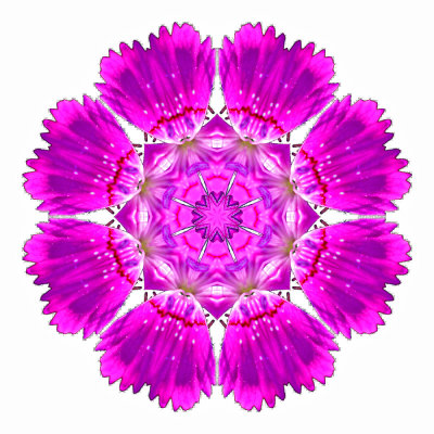 Kaleidoscope created with a wild flower persented on a white background