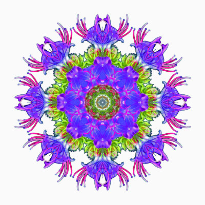 Kaleidoscope created with a wild flower persented on a white background