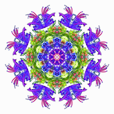 Kaleidoscope created with a wild flower persented on a white background