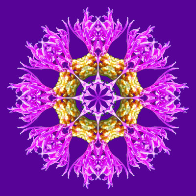 Kaleidoscope with a pink wild flower - put on a violet background