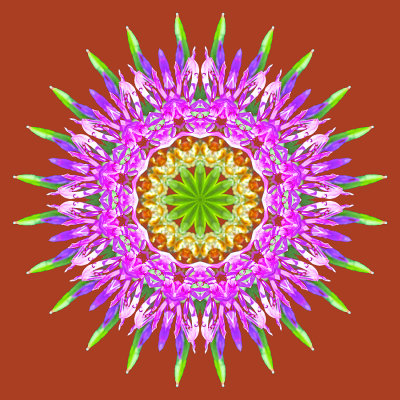 Kaleidoscope with a pink wild flower - put on a reddish background
