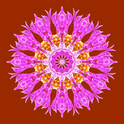 Kaleidoscope with a pink wild flower - put on a red background