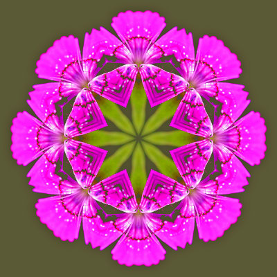 Kaleidoscope with a wild flower on a gray-green background