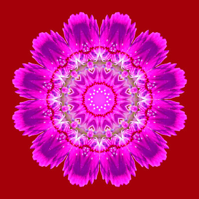 Kaleidoscope with a wild flower on a red background