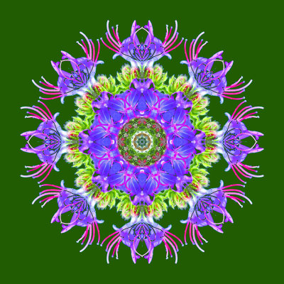 Kaleidoscope with a wild flower on a green background