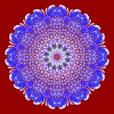 Kaleidoscope created with a blue wild flower on a dark red background