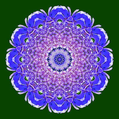 Kaleidoscope created with a blue wild flower on a dark green background