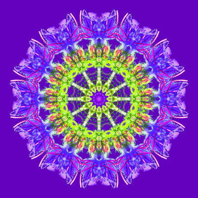 Kaleidoscope created with a pink wild flower on a violet background