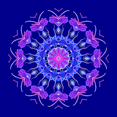 Kaleidoscope created with a pink wild flower on a dark blue background