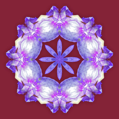 Kaleidoscope created with a wild flower - put on a violet background