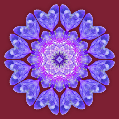 Kaleidoscope created with a wild flower - put on a violet background