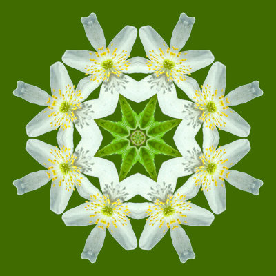 Kaleidoscope created with a wild flower - put on a green background