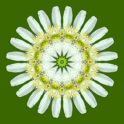 Kaleidoscope created with a wild flower - put on a green background