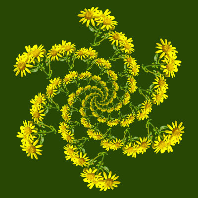 Spiral arrangement created with a wild flower seen in July
