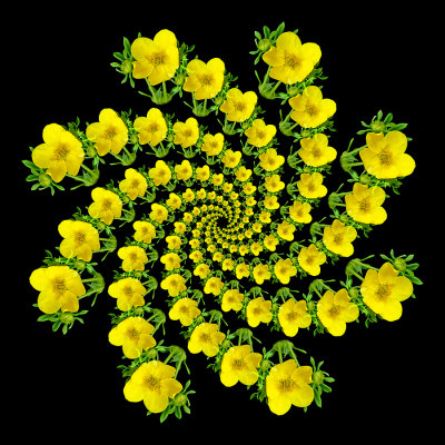 Spiral arrangement created with a wild flower seen in July 2020