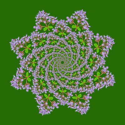 Spiral arrangement created on green background with a wild flower seen in July 2020