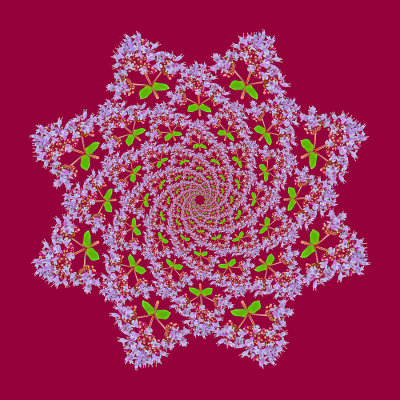 Spiral arrangement created on pink background with a wild flower seen in July 2020