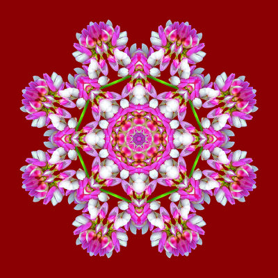 Kaleidoscopic picture created with a wild flower