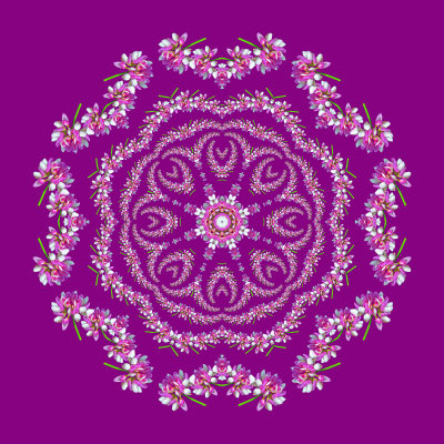 Evolved kaleidoscope created with a wild flower