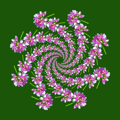 Spiral arrangement created with a wild flower
