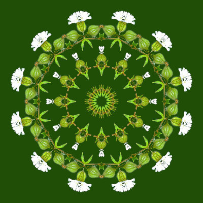 Evolved kaleidoscope created with a small white wild flower seen in May