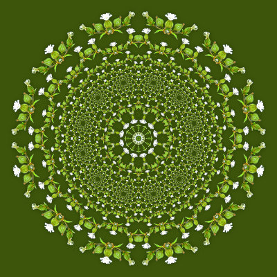 Evolved kaleidoscope created with a small white wild flower seen in May